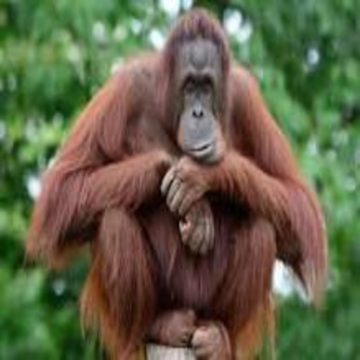 Orangutan Sumatera