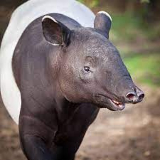 Tapir Malaya