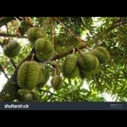 Durian