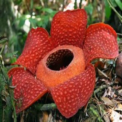 Rafflesia Arnoldii