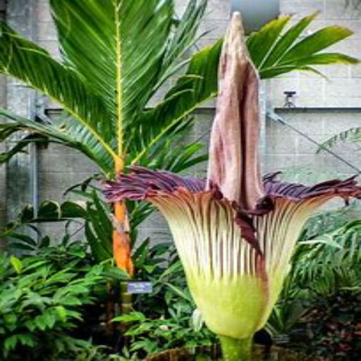 Titan Arum