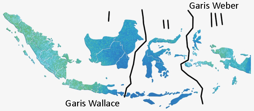 Garis Wallacea di Indonesia.